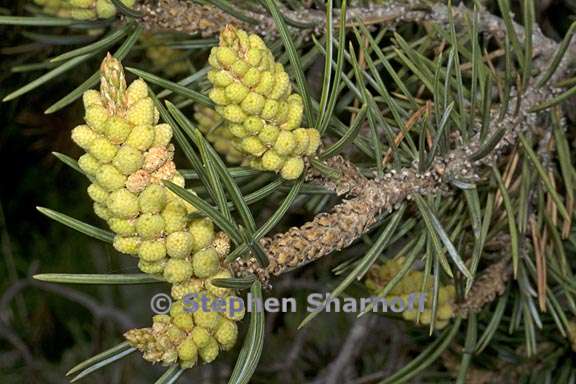 pinus edulis 2 graphic